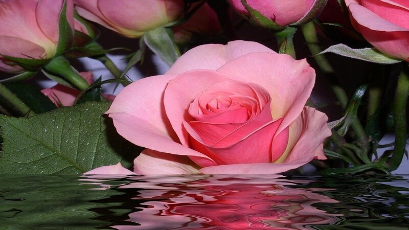 Pink Rose in Water — Serene, Photograph, Green Leaves