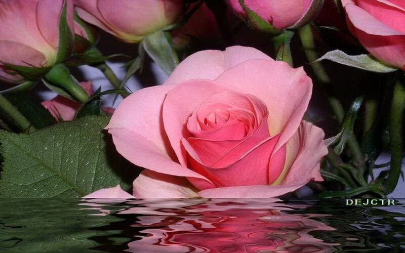 Pink Rose in Water — Serene, Photograph, Leaf