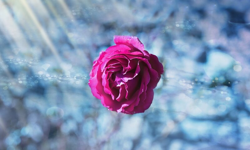 Pink Rose in Water — Serene, Photograph, Light Rays