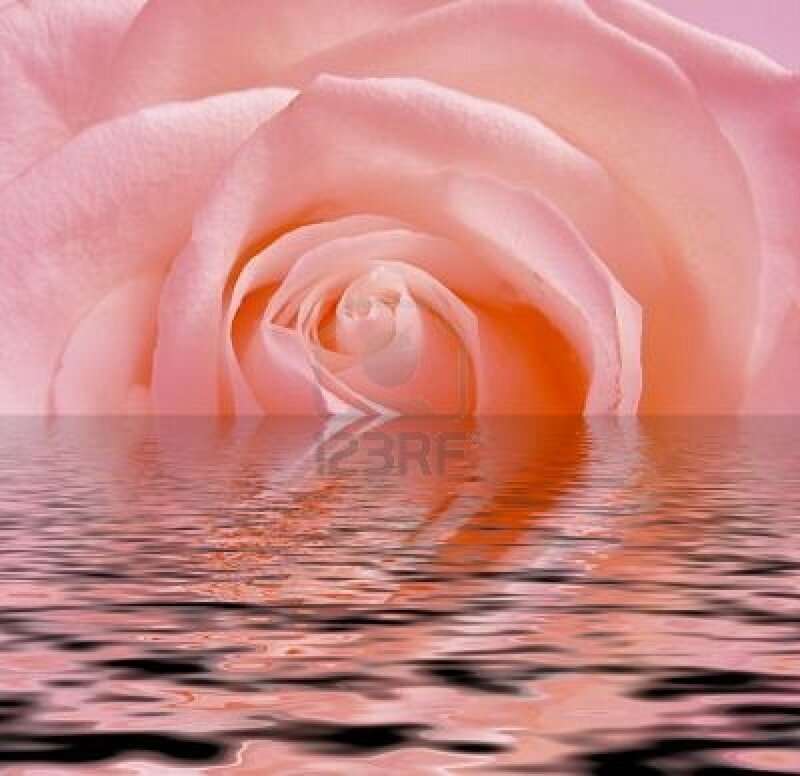Pink Rose in Water — Serene, Photograph, Reflection