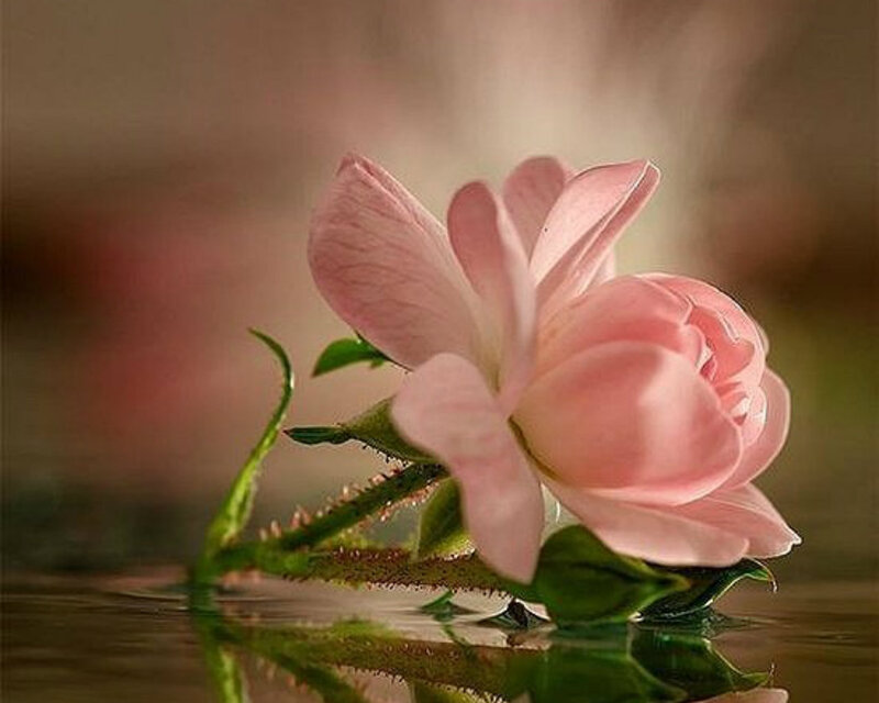 Pink Rose in Water — Serene, Photograph, Stem, Leaf