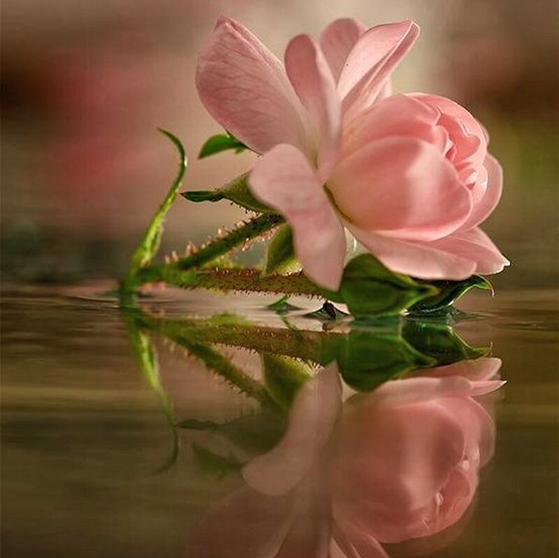 Pink Rose in Water — Serene, Photograph, Stem, Reflection