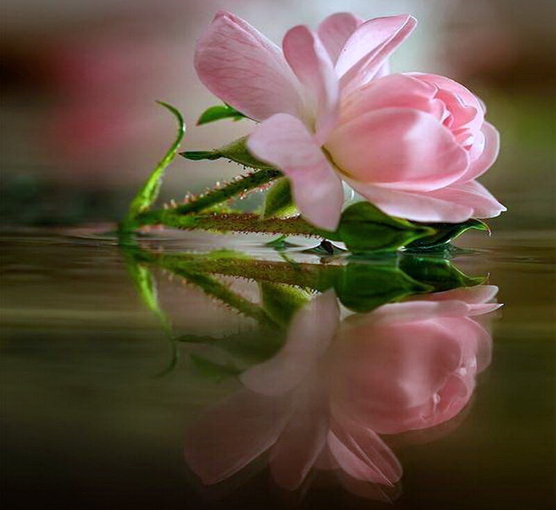 Pink Rose in Water — Serene, Photograph, Stem