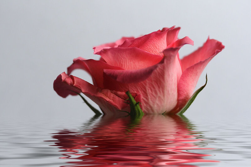 Pink Rose in Water — Serene, Photograph