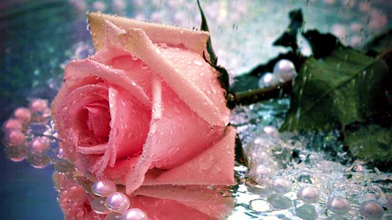 Pink Rose in Water — Serene, Photograph, Water Droplets