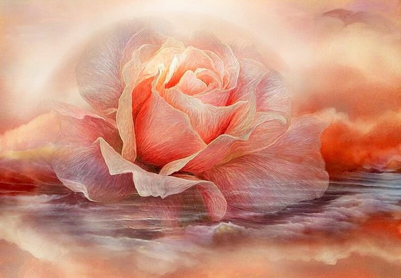 Pink Rose in Water — Serene, Sunset