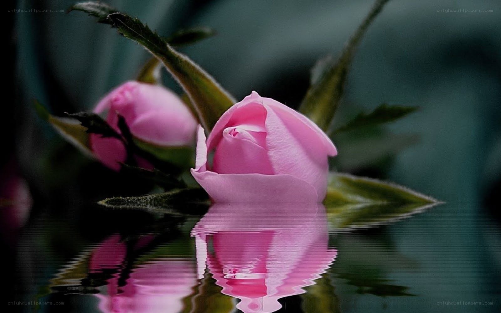 Pink rose in water