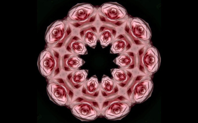 Pink Rose Mandala — Symmetrical