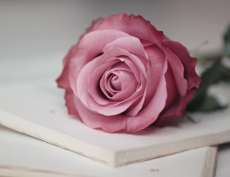 Pink rose on a book