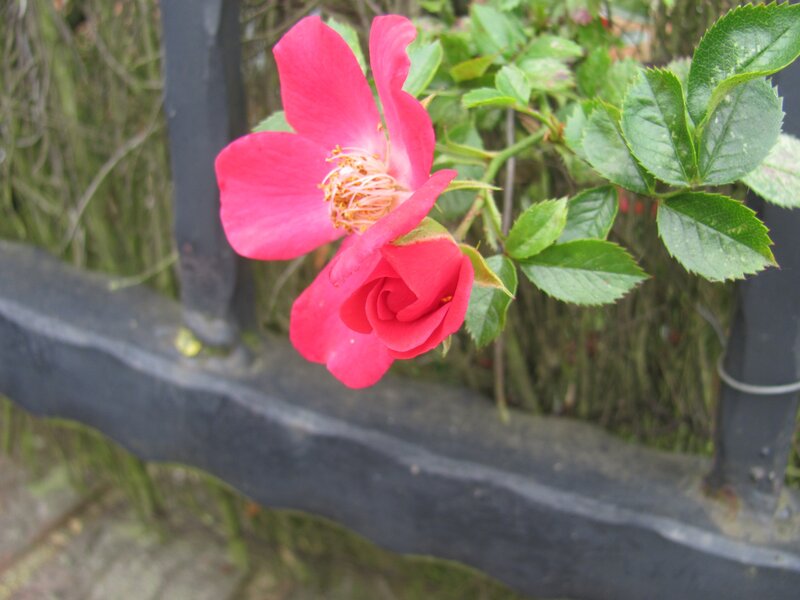 Pink rose on a fence