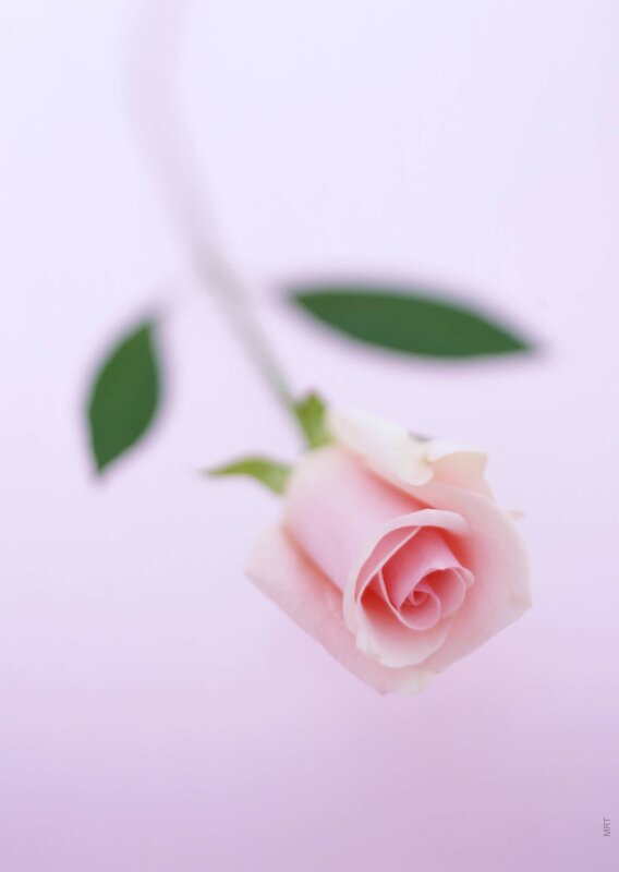 Pink rose on a soft background