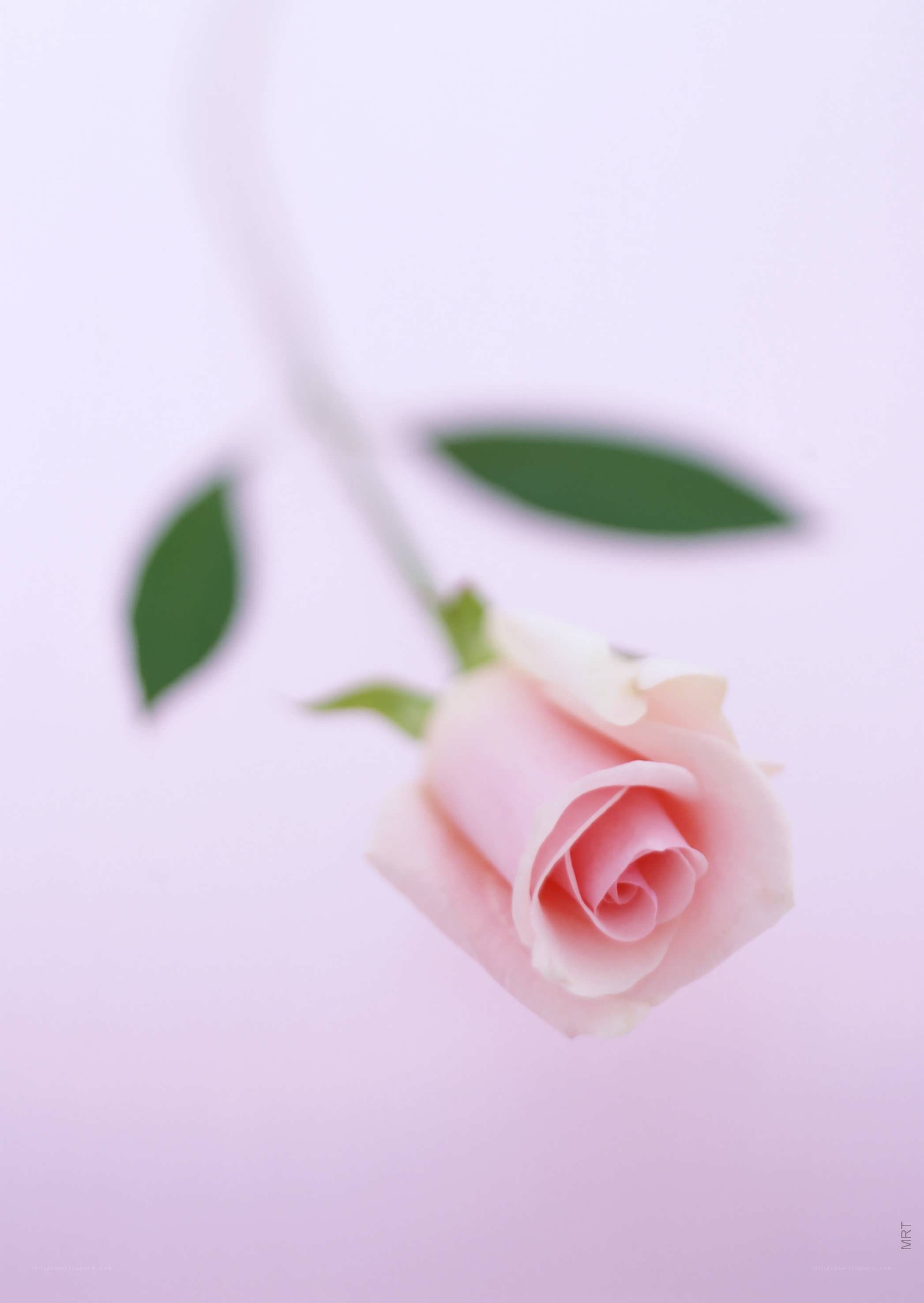 Pink rose on a soft background