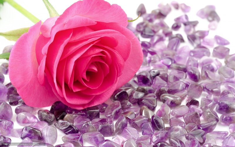 Pink Rose on Amethyst — Calm, Photograph, Crystals