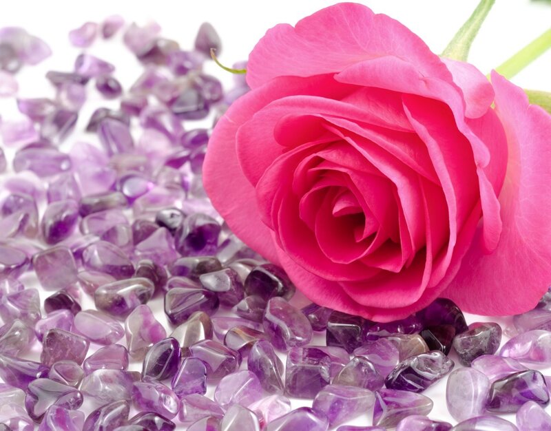Pink Rose on Amethyst