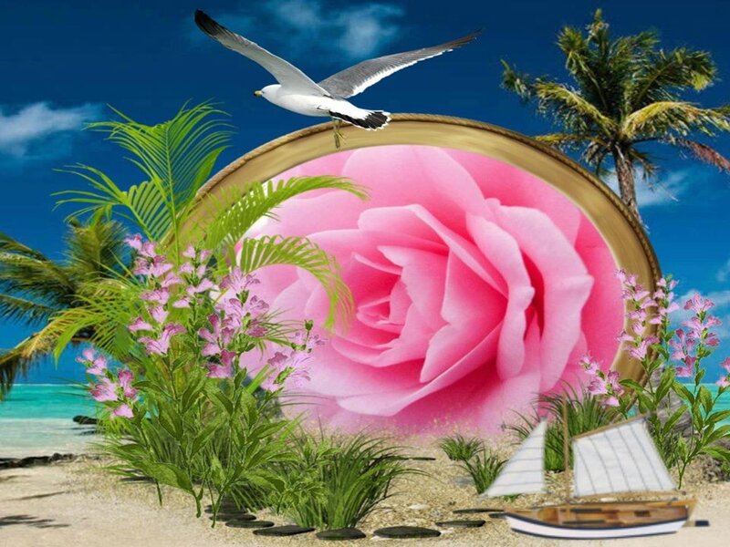 Pink Rose on Beach