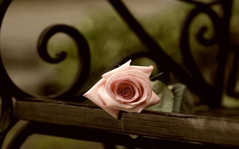 Pink Rose on Bench