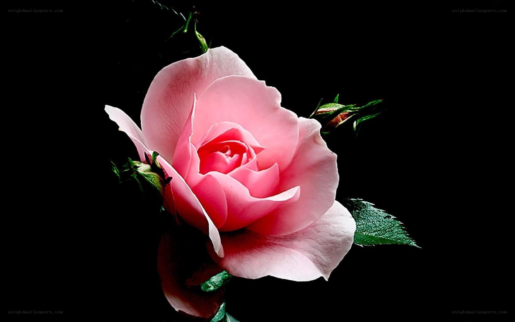 Pink rose on black background