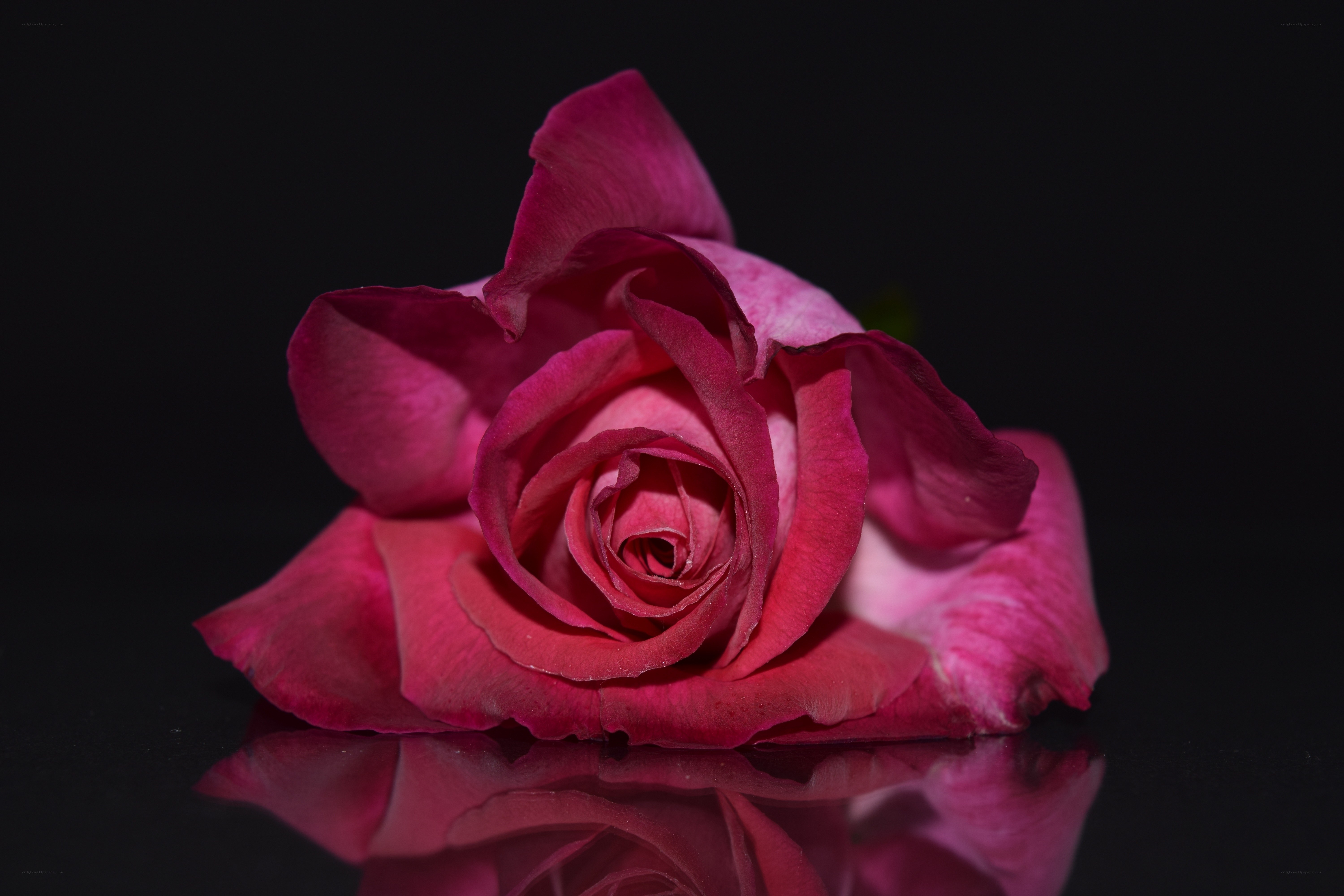 Pink rose on black background