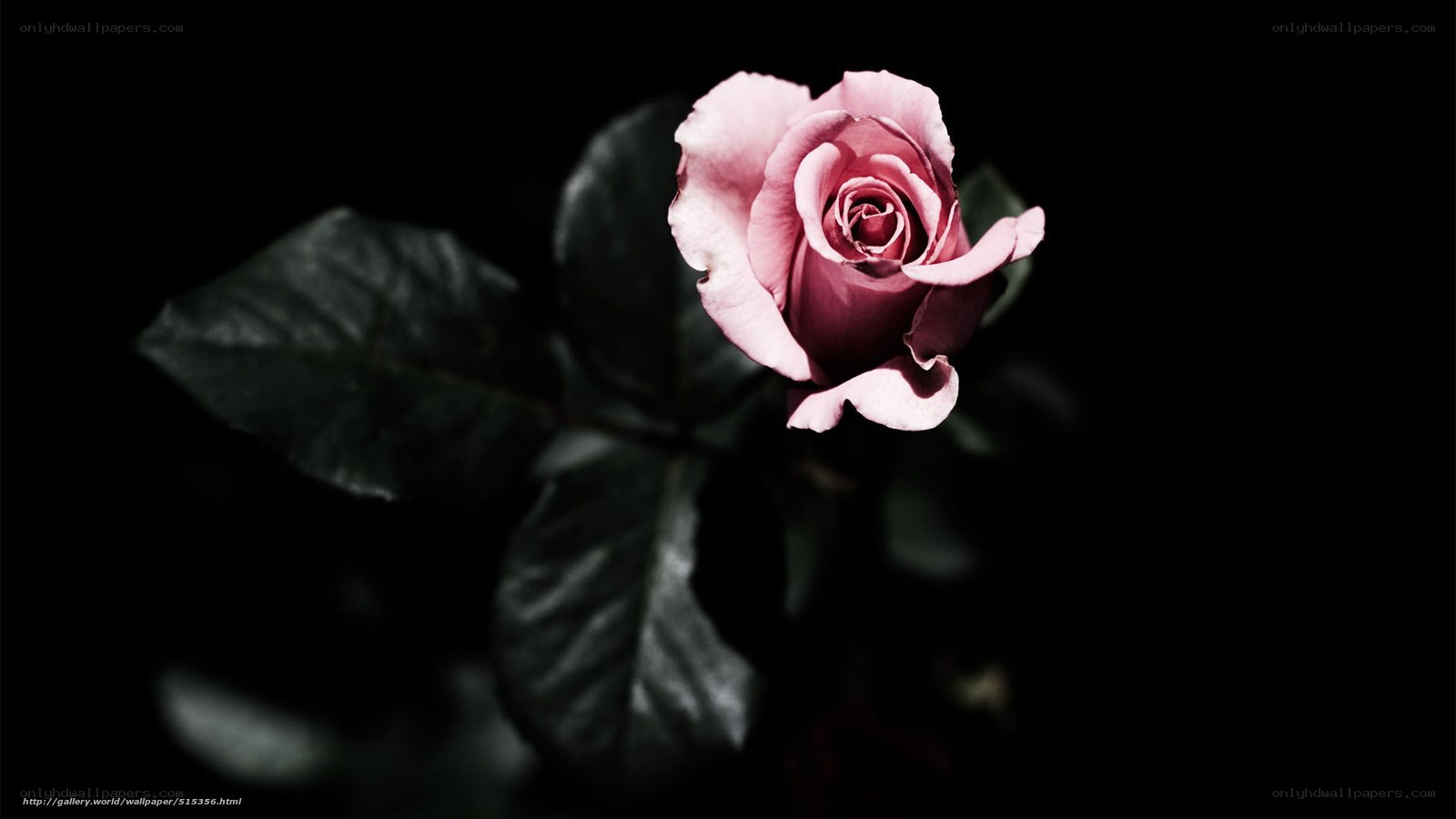 pink rose on black background