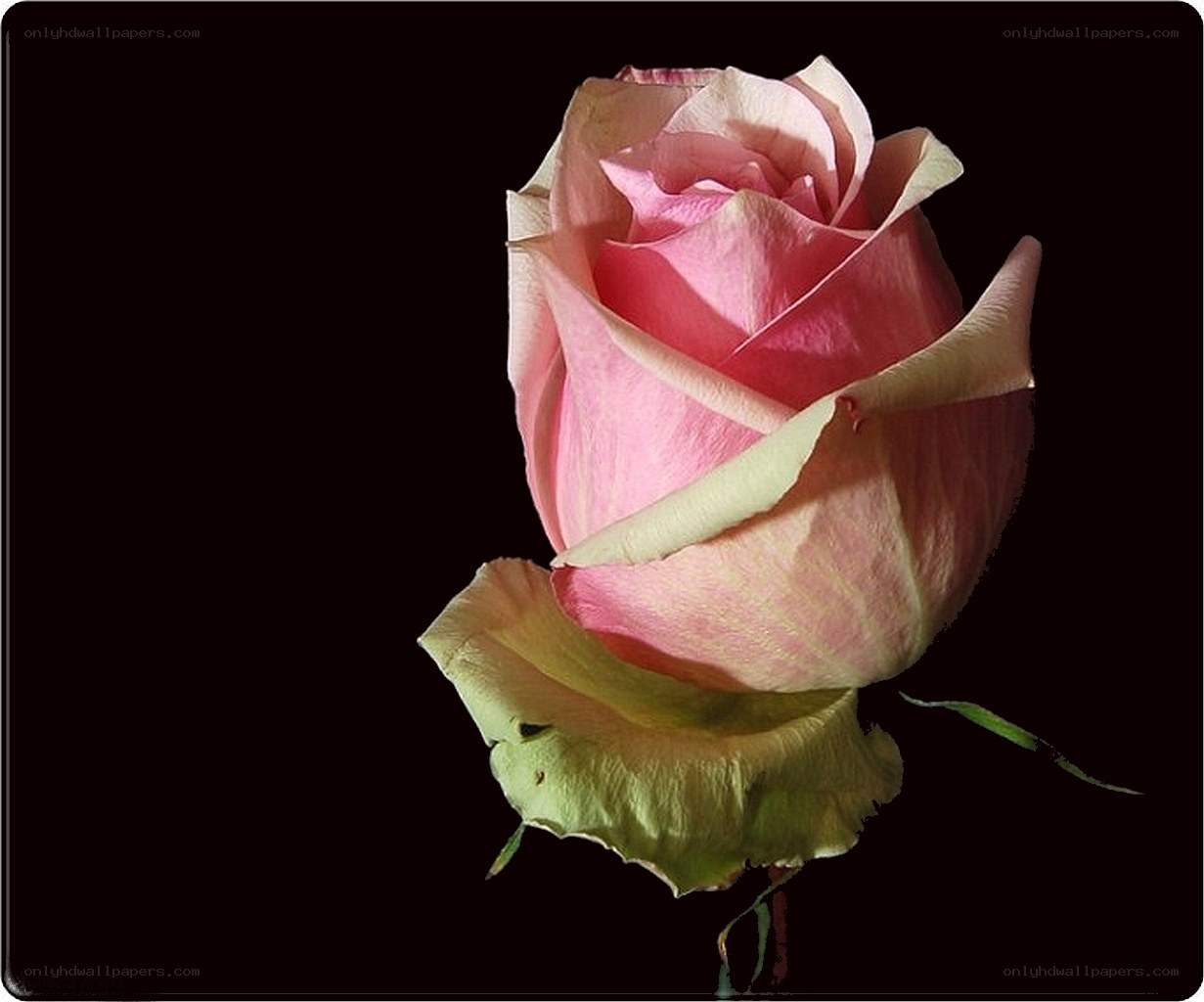 Pink rose on black background
