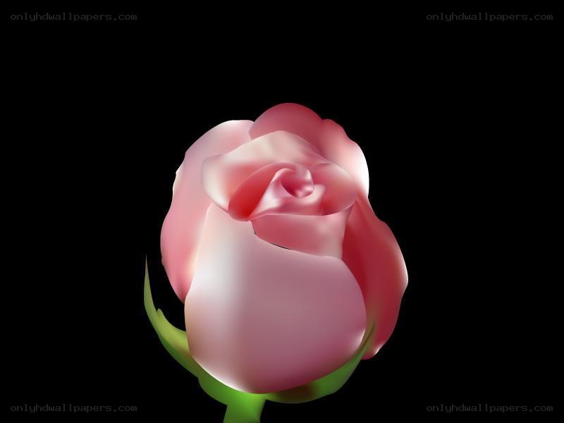 pink rose on black background
