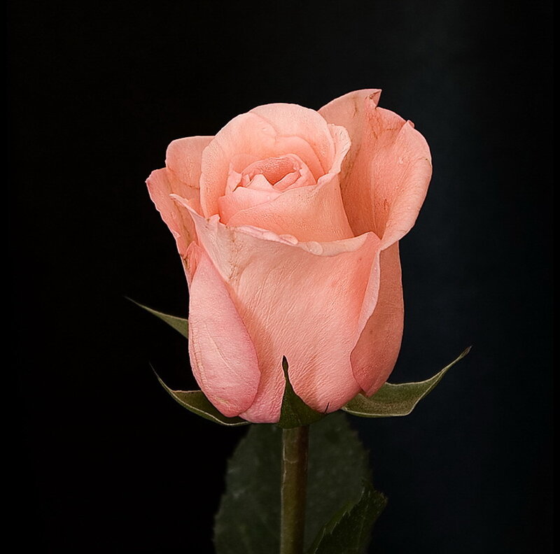 Pink rose on black background