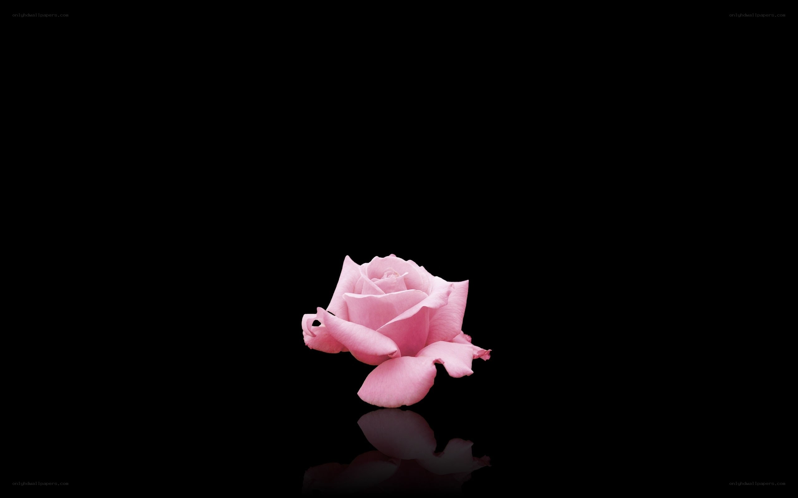 Pink rose on black background