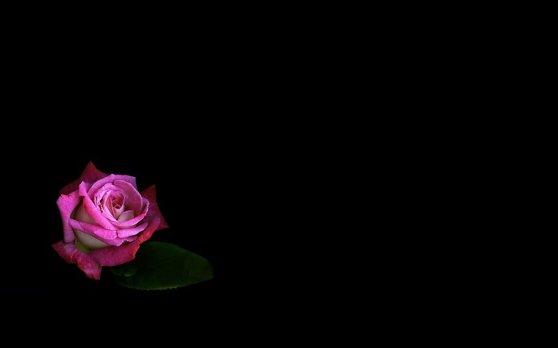 Pink Rose on Black — Dramatic, Photograph, Leaf