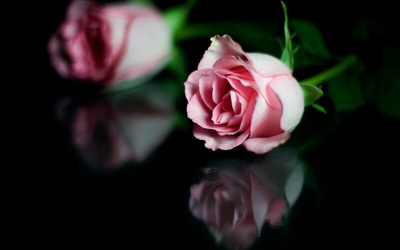 Pink Rose on Black — Dramatic, Photograph