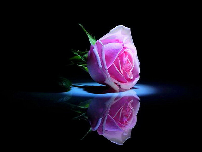 Pink Rose on Black — Dramatic