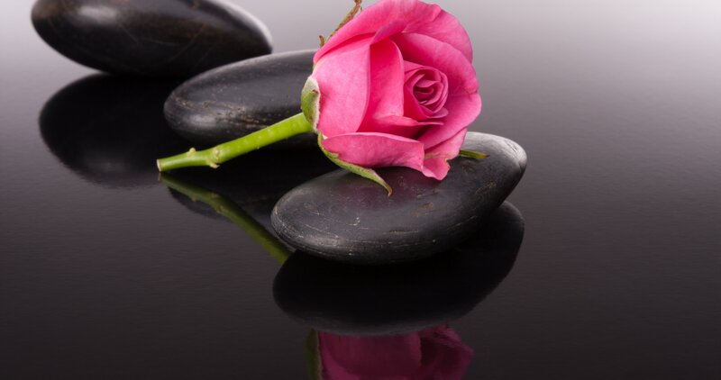 Pink Rose on Black Stone