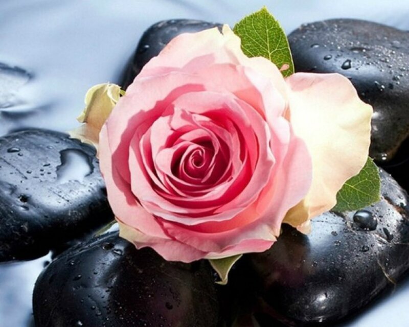 Pink Rose on Black Stones — Serene, Photograph, Black Stones