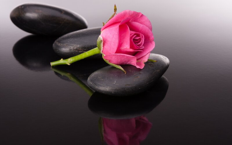 Pink Rose on Black Stones — Serene