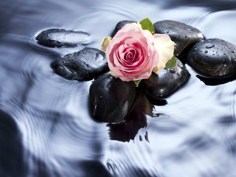 Pink Rose on Black Stones