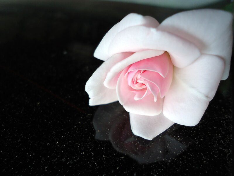 Pink Rose on Black Surface — Serene