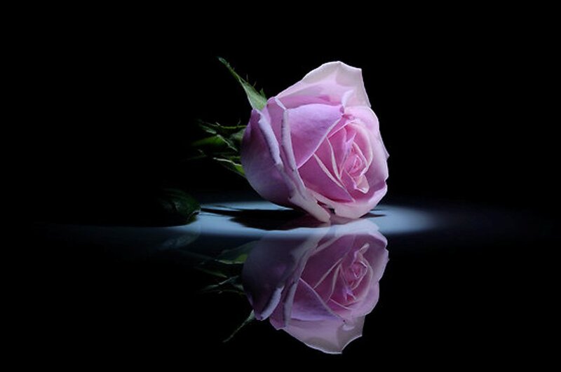 Pink Rose on Black Surface