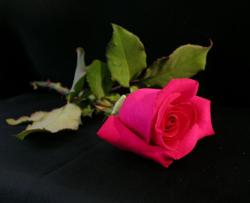 Pink Rose on Black