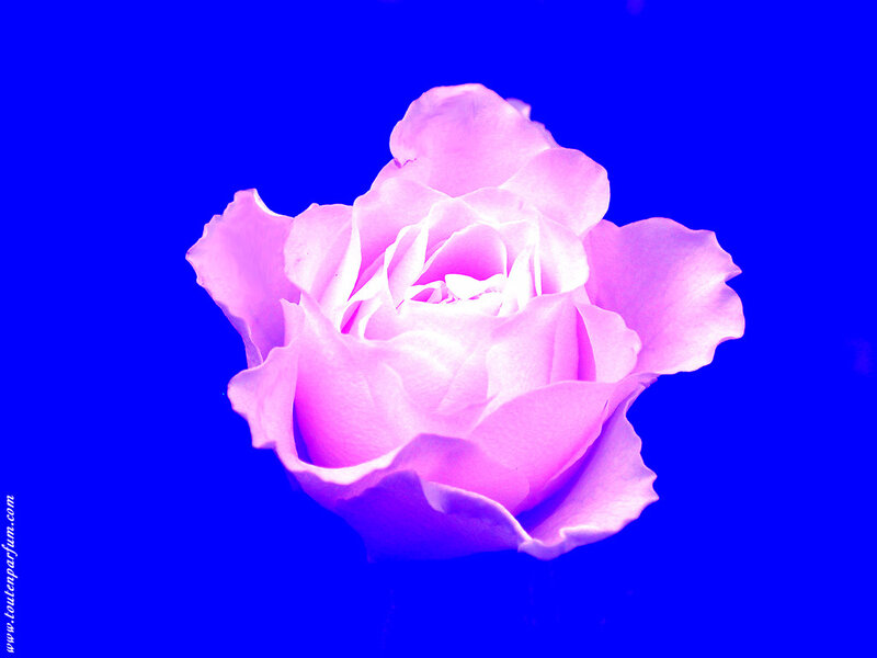 Pink rose on blue background