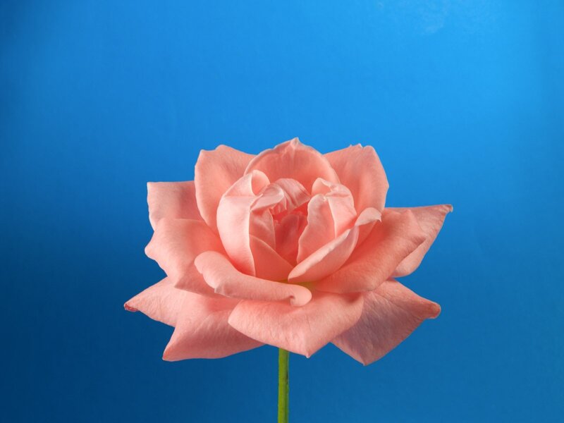 pink rose on blue background