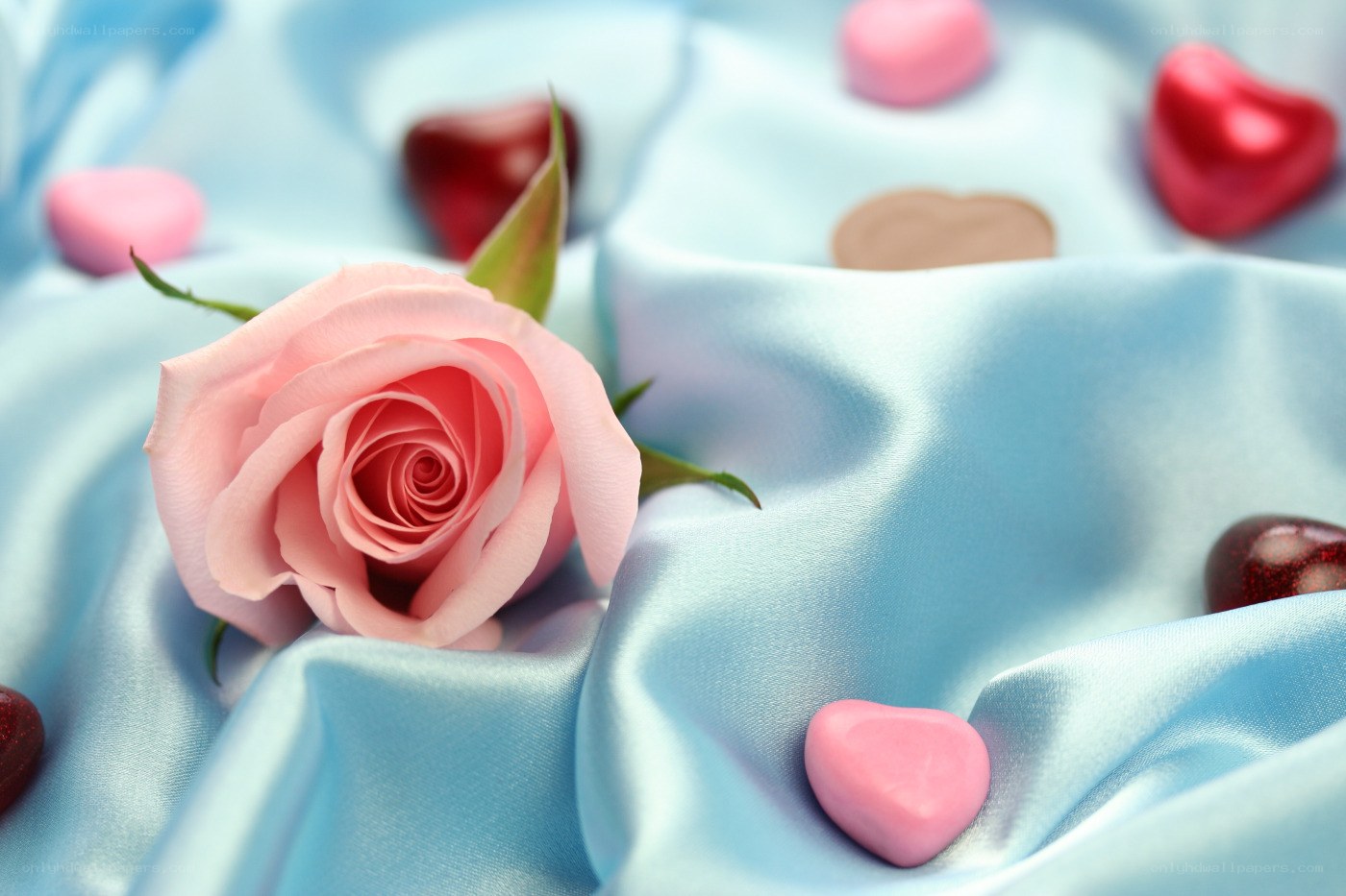 pink rose on blue fabric