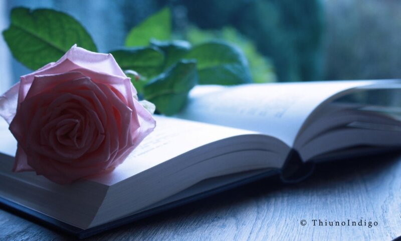 Pink Rose on Book — Blue, Serene
