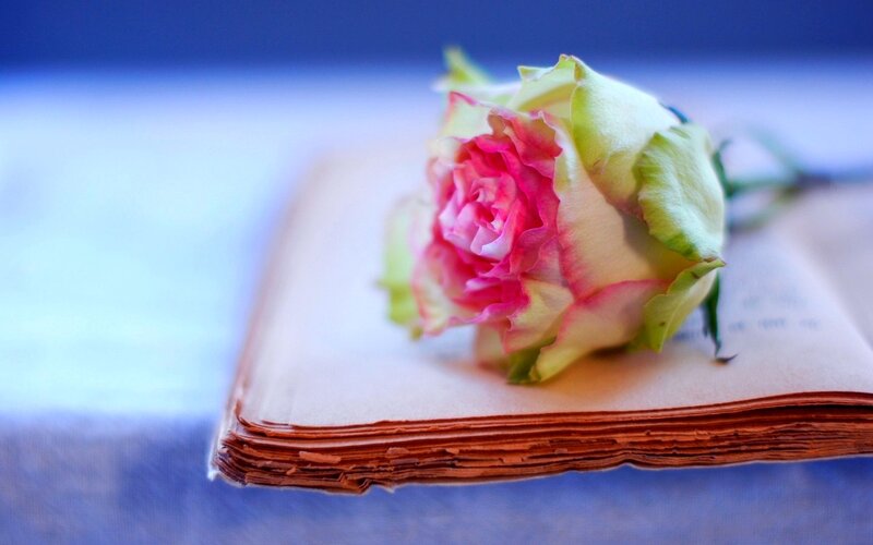 Pink Rose on Book — Blue