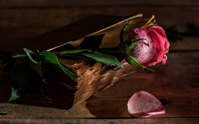Pink Rose on Book — Brown