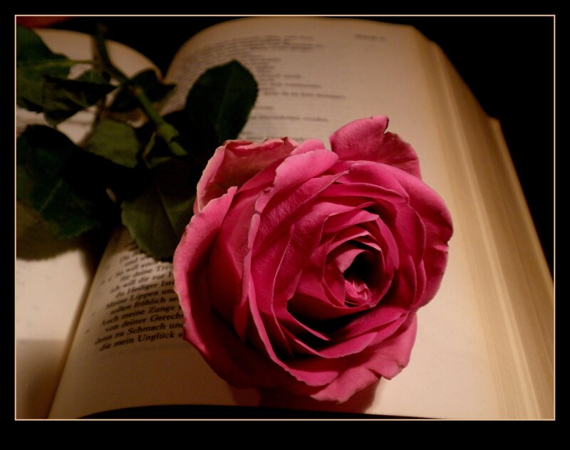 Pink Rose on Book — Calm, Night