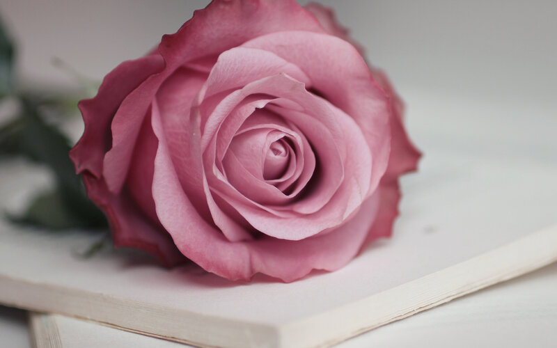 Pink Rose on Book — Calm, Photograph, Leaf