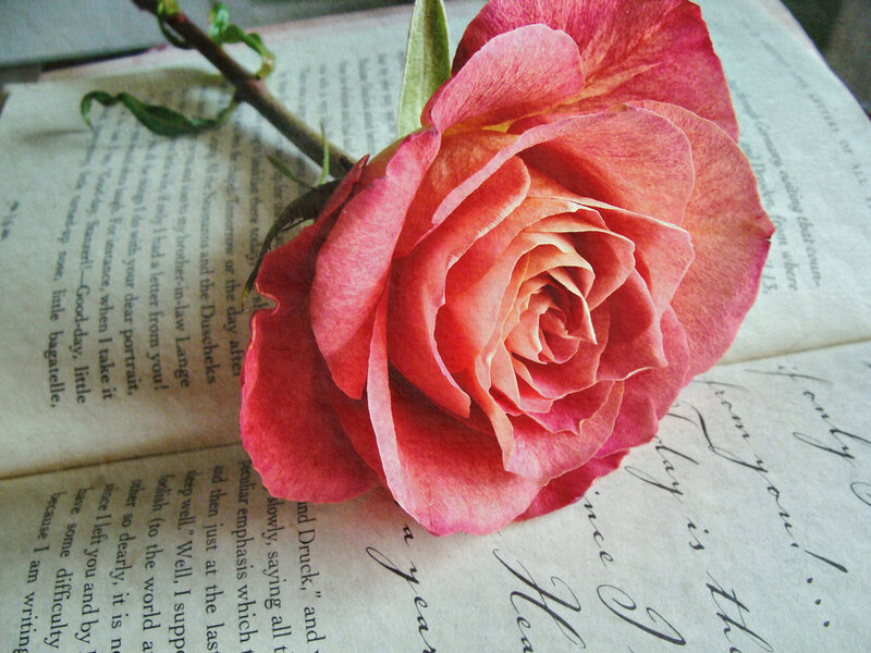 Pink Rose on Book — Calm, Photograph, Stem
