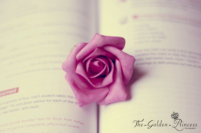 Pink Rose on Book — Calm, Photograph, Text