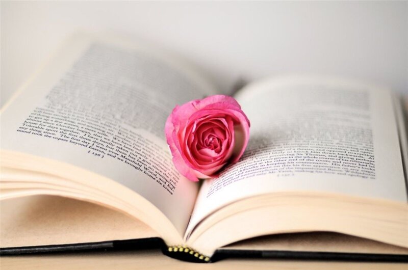 Pink Rose on Book — Calm, Photograph