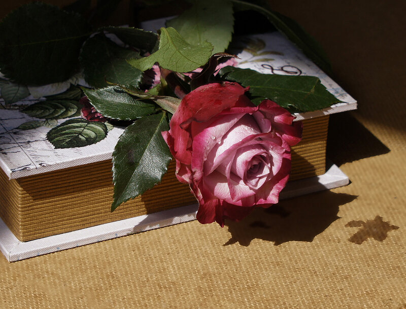 Pink Rose on Book — Dramatic, Afternoon