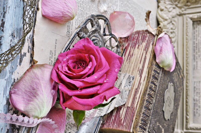 Pink Rose on Book — Nostalgic